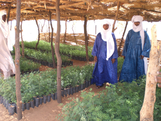 Tree nursery.jpg